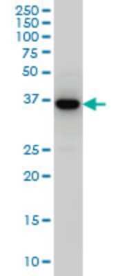 Western Blot: Septin-3 Antibody (4D8) [H00055964-M03]