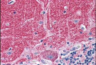 Immunohistochemistry-Paraffin: Septin-3 Antibody [NB100-1023]