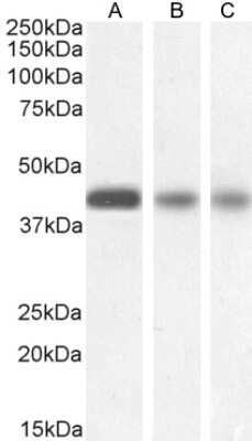 Western Blot: Septin-3 Antibody [NB100-1023]