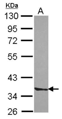 Western Blot: Septin-3 Antibody [NBP2-20302]