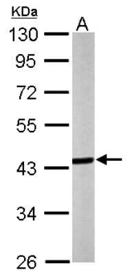 Western Blot: Septin-3 Antibody [NBP2-20302]