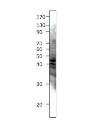 Western Blot: Septin-3 Antibody [NBP3-12490]