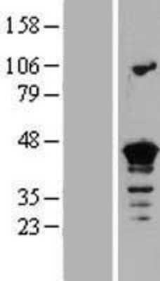 Western Blot: Septin-3 Overexpression Lysate [NBP2-06718]