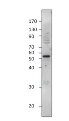 Western Blot: Septin-4 Antibody [NBP3-12491]