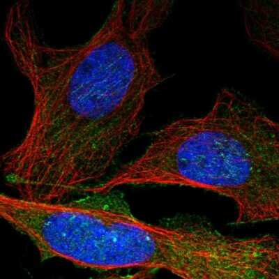 Immunocytochemistry/ Immunofluorescence: Septin-5 Antibody [NBP2-48588]