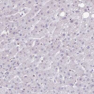 Immunohistochemistry-Paraffin: Septin-5 Antibody [NBP2-48588]