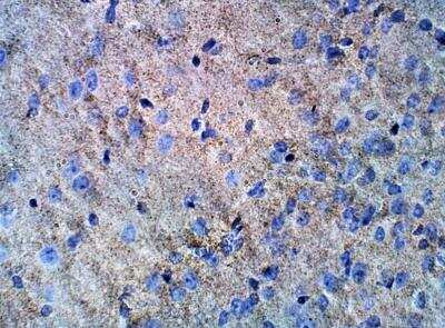 Immunohistochemistry-Paraffin: Septin-5 Antibody [NBP3-12342]