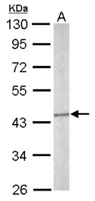 Western Blot: Septin-5 Antibody [NBP2-15115]