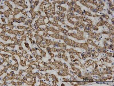 Immunohistochemistry-Paraffin: Septin-6 Antibody (1D6) [H00023157-M01]