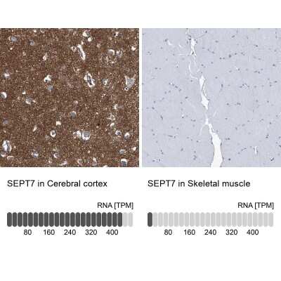 Immunohistochemistry-Paraffin: Septin-7 Antibody [NBP1-85730]