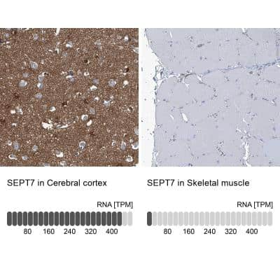 Immunohistochemistry-Paraffin: Septin-7 Antibody [NBP1-85731]