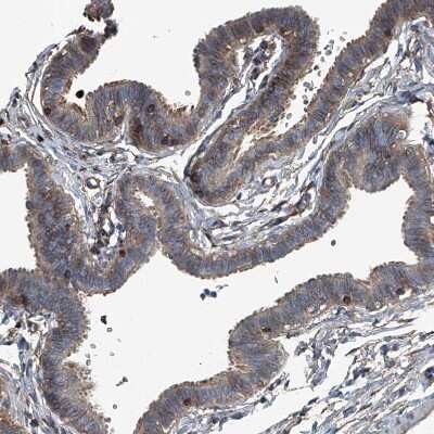 Immunohistochemistry-Paraffin: Septin-7 Antibody [NBP1-85731]