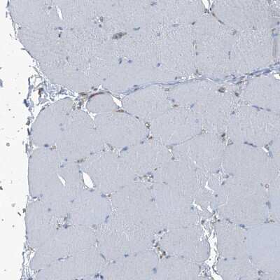 Immunohistochemistry-Paraffin: Septin-7 Antibody [NBP1-85731]