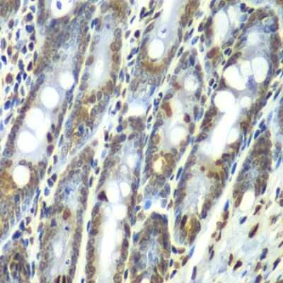 Immunohistochemistry-Paraffin: Septin-7 Antibody - BSA Free [NBP3-03670]