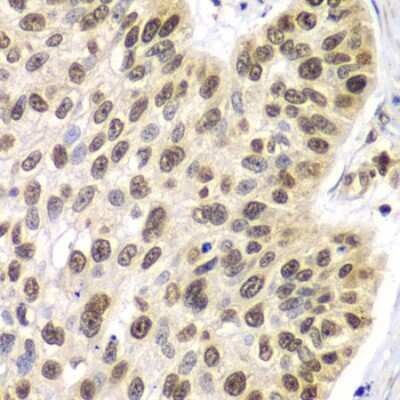 Immunohistochemistry-Paraffin: Septin-7 Antibody - BSA Free [NBP3-03670]