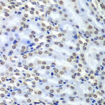 Immunohistochemistry-Paraffin: Septin-7 Antibody - BSA Free [NBP3-03670]