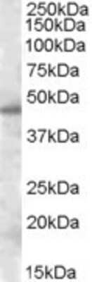 Western Blot: Septin-7 Antibody [NBP1-06077]