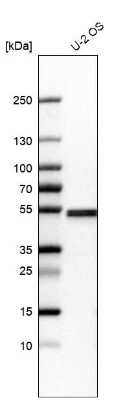 Western Blot: Septin-7 Antibody [NBP1-85731]