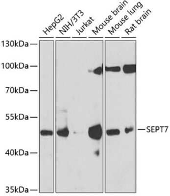 Western Blot: Septin-7 AntibodyBSA Free [NBP2-95090]