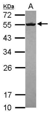 Western Blot: Septin-8 Antibody [NBP2-15116]