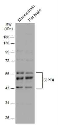 Western Blot: Septin-8 Antibody [NBP2-15116]