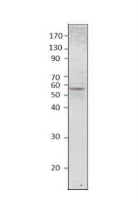 Western Blot: Septin-8 Antibody [NBP3-12492]