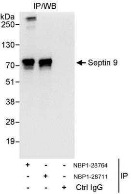 Immunoprecipitation: Septin-9 Antibody [NBP1-28711]