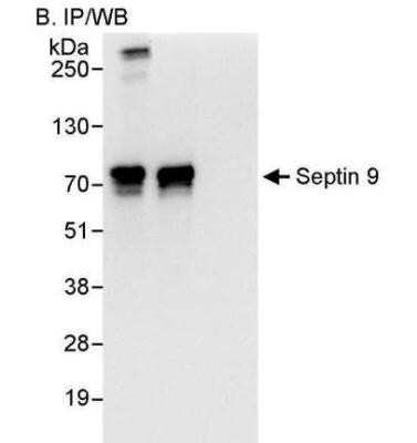 Immunoprecipitation: Septin-9 Antibody [NBP1-28764]