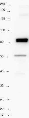 Western Blot: Septin-9 Antibody [NBP1-28711]