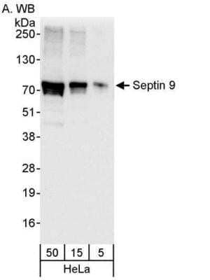 Western Blot: Septin-9 Antibody [NBP1-28764]