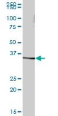 Western Blot: Serine Dehydratase Antibody [H00010993-B01P]