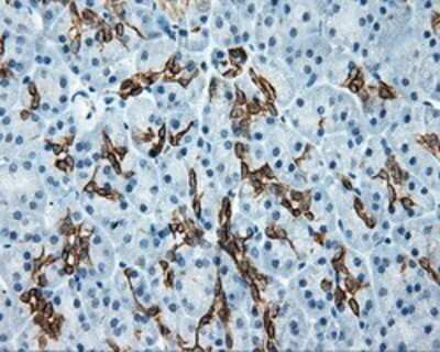 Immunohistochemistry-Paraffin: Serine racemase Antibody (OTI2E3) [NBP2-02332]