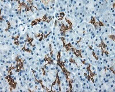 Immunohistochemistry: Serine racemase Antibody (OTI2E3) - Azide and BSA Free [NBP2-74083]