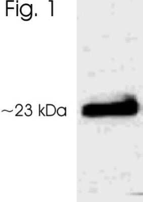 Western Blot: Serotonin N-acetyltransferase [p Thr29] AntibodyBSA Free [NB120-3439]