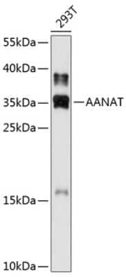 Western Blot: Serotonin N-acetyltransferase AntibodyBSA Free [NBP3-03017]