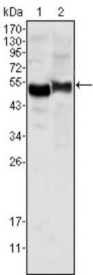 Western Blot: Serpin A1/alpha 1-Antitrypsin Antibody (2B12)BSA Free [NBP1-47444]