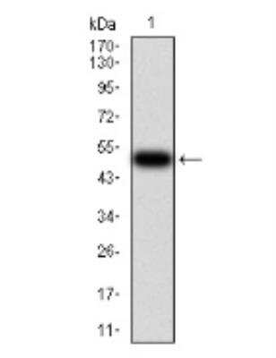Western Blot: Serpin A1/alpha 1-Antitrypsin Antibody (5D1D2)BSA Free [NBP2-52557]