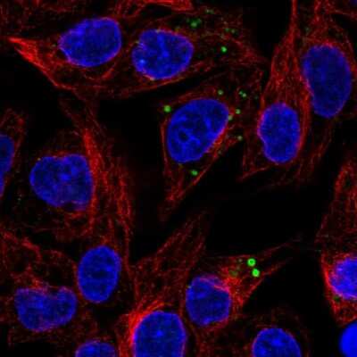 Immunocytochemistry/ Immunofluorescence: Serpin A1/alpha 1-Antitrypsin Antibody [NBP1-90308]