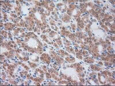 Immunohistochemistry-Paraffin: Serpin A1/alpha 1-Antitrypsin Antibody (OTI9A1) [NBP1-47957]