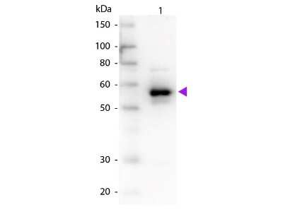 Western Blot: Serpin A1/alpha 1-Antitrypsin Antibody [NB600-602]