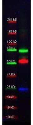 Western Blot: Serpin A1/alpha 1-Antitrypsin Antibody [NBP1-78098]