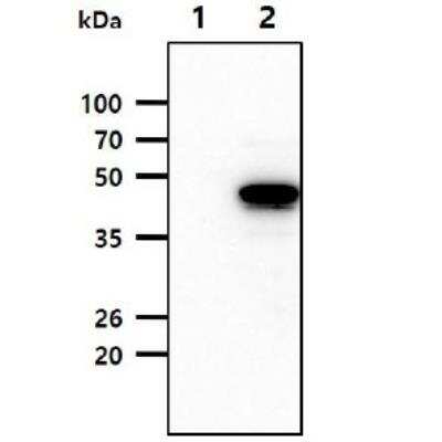 Western Blot: Serpin A12 Antibody (1C4)BSA Free [NBP1-04354]