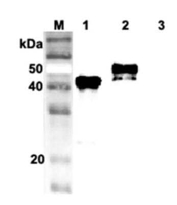 Western Blot: Serpin A12 Antibody (VP63)Azide and BSA Free [NBP2-80041]