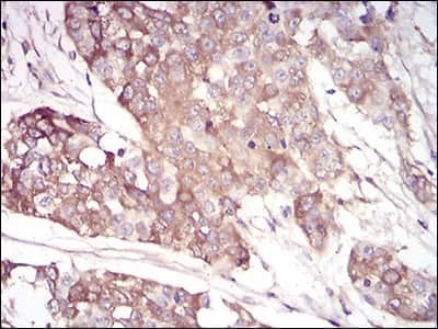 Immunohistochemistry-Paraffin: Serpin A3/alpha 1-Antichymotrypsin Antibody (5G3C11) - BSA Free [NBP2-52559]