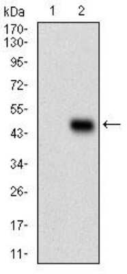 Western Blot: Serpin A3/alpha 1-Antichymotrypsin Antibody (5G3C11)BSA Free [NBP2-52559]