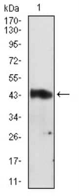 Western Blot: Serpin A3/alpha 1-Antichymotrypsin Antibody (5G3C11)BSA Free [NBP2-52559]