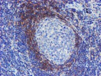 Immunohistochemistry-Paraffin: Serpin A5/Protein C Inhibitor Antibody (OTI2D10) [NBP2-01833]