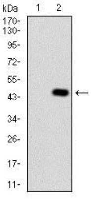 Western Blot: Serpin A7/TBG Antibody (1C3H11)BSA Free [NBP2-37323]