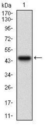 Western Blot: Serpin A7/TBG Antibody (5B11E9)BSA Free [NBP2-37322]