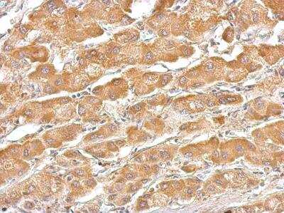 Immunohistochemistry-Paraffin: Serpin A7/TBG Antibody [NBP1-32963]